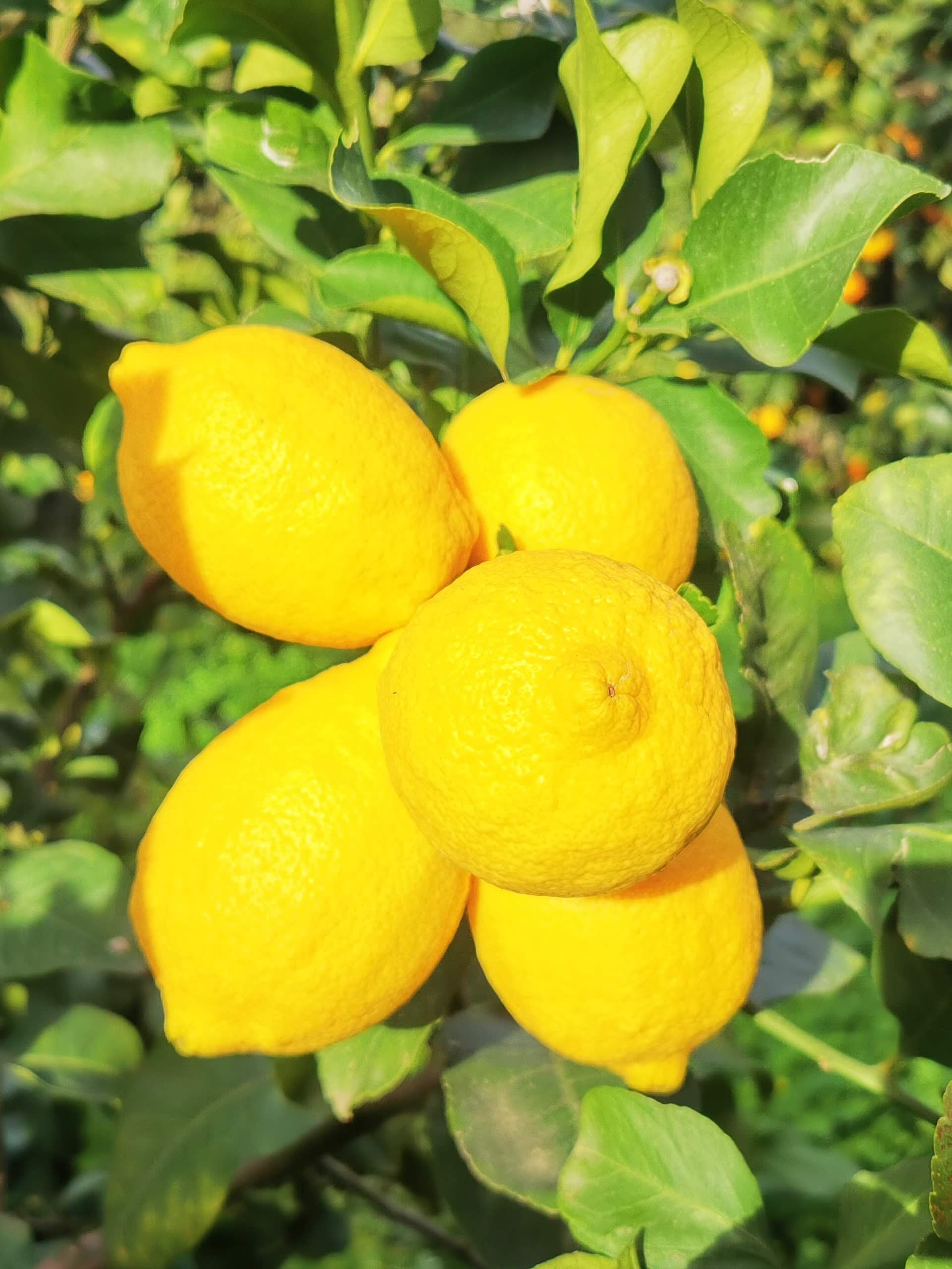 Villardita Tropical Farm - Limoni maturi sull'albero